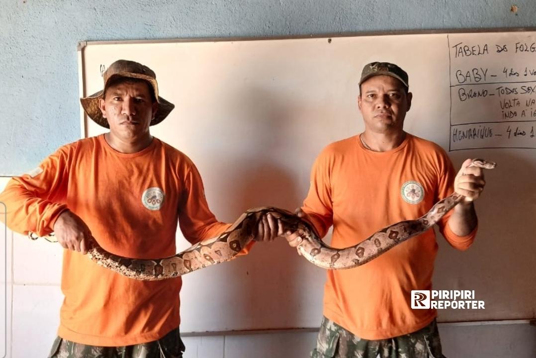 Jiboia é resgatada ao lado de residência no centro de Brasileira - Pi