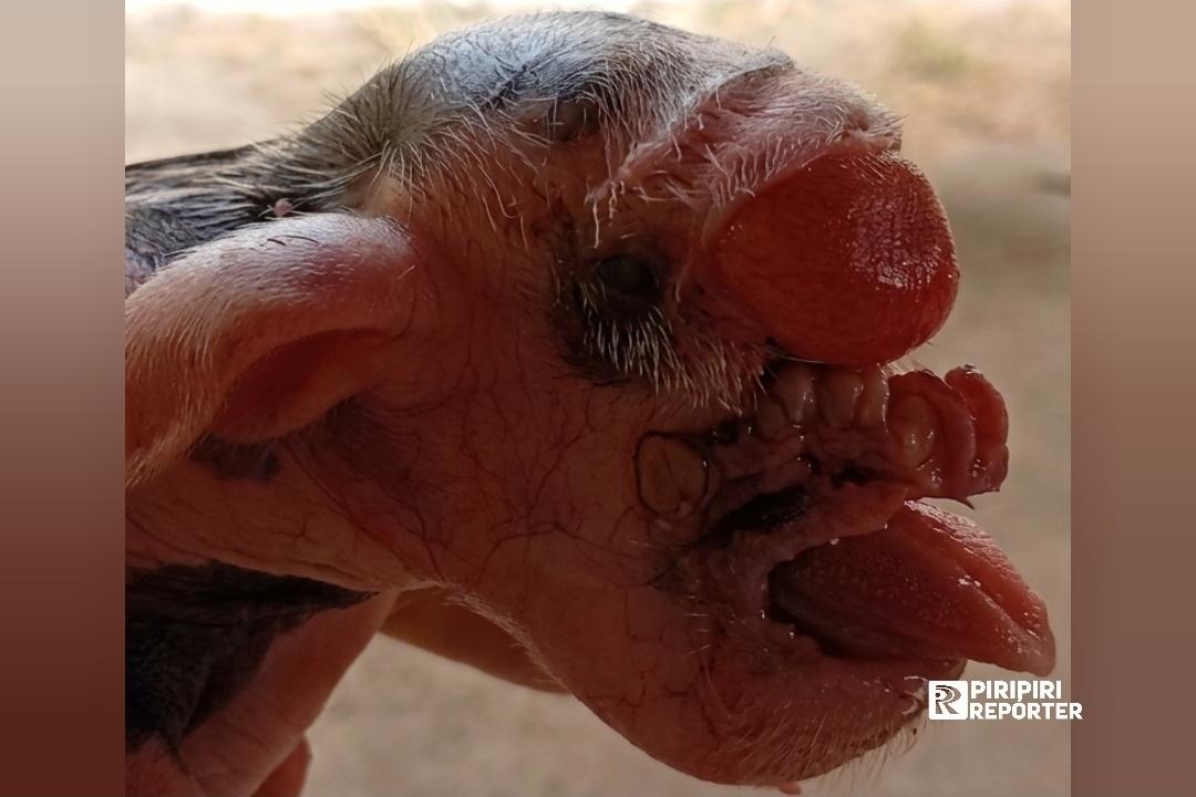 M0rre o porquinho Frederico, que nasceu sem os olhos e chamou atenção em Piripiri 