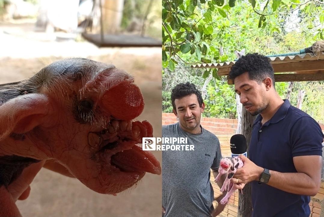 Porquinho nasce sem os olhos e com malformação na boca em Piripiri