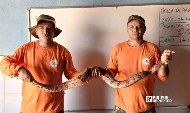 Jiboia é resgatada ao lado de residência no centro de Brasileira - Pi