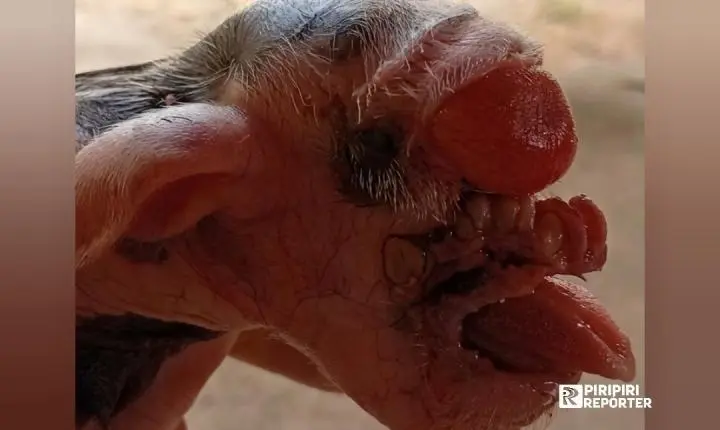 M0rre o porquinho Frederico, que nasceu sem os olhos e chamou atenção em Piripiri 