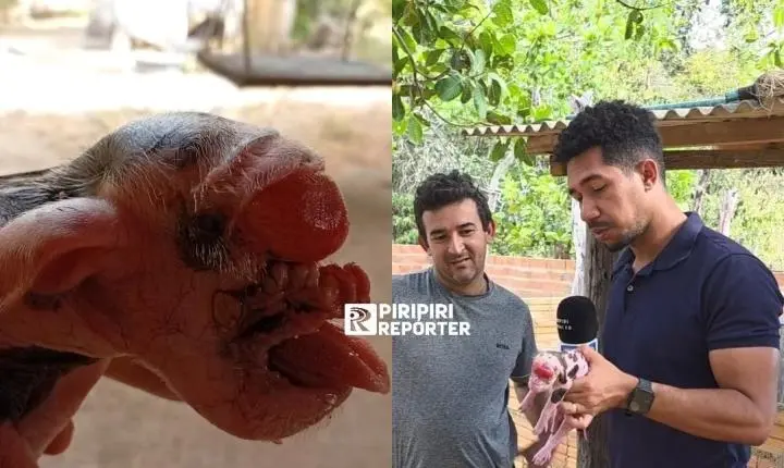 Porquinho nasce sem os olhos e com malformação na boca em Piripiri